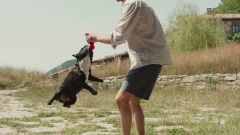 Ultra patient dog trying to take the toy from his friend