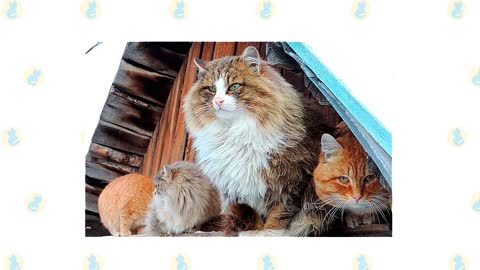 Siberian Cats 101 : Fun Facts & Myths