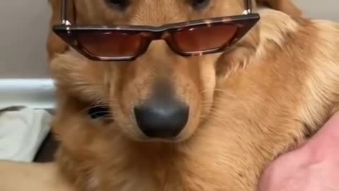 Golden Retriever Love// Funny Dog// Cut Dog// Pet dog