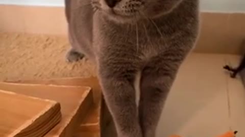 #Funny cat # kittens #cute pets video