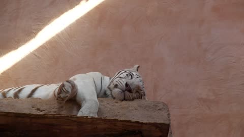 Tiger sleeps on its bed, sighs and shifts its legs