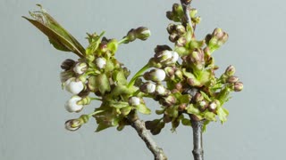 cherry blossom flower