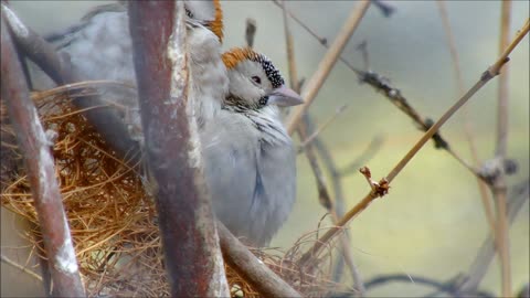 Two beautiful birds in nature with great melodies