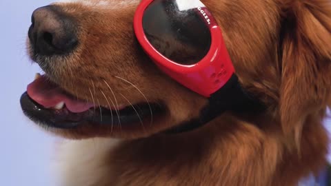 Dog with sunglasses