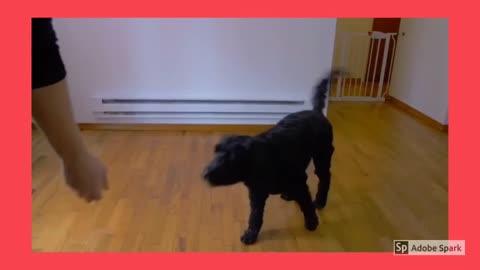 How to TRAIN your Dog to SIT - Step 3 - Dog Training Videos For Beginners