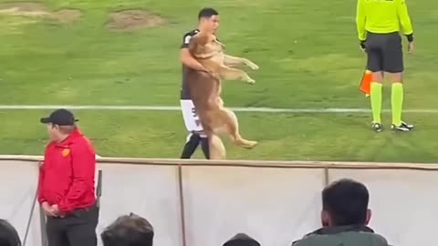 Dog playing football