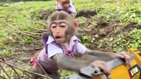 Smart monkey🐒 help his father😍