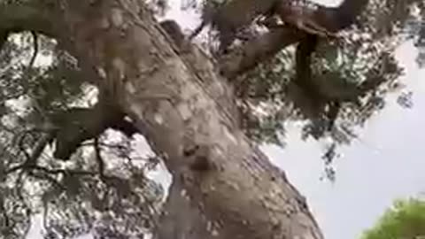 Leopard With Impala Kill Climbing Tree