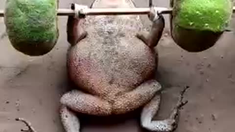 Funny frog