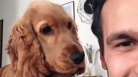 Pup is just so confused by owner's mocking sounds