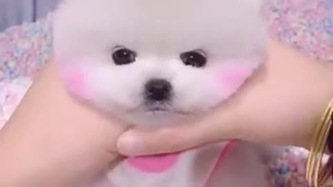 Funny and Cute Pomeranian OMG So Cute Dog Best Funny Cute Pomeranian