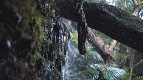 waterfall in the forest,waterfall,forest,beautiful video,nature