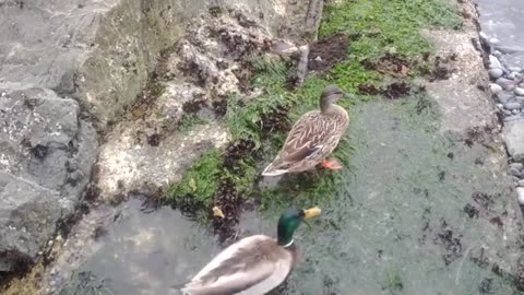 Chasing around some mallards near Beacon Hill