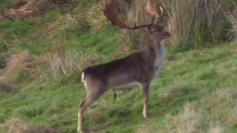 MY FIRST FALLOW DEER IN NEW ZEALAND!