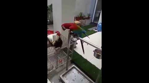 Parrot picks up chicken food