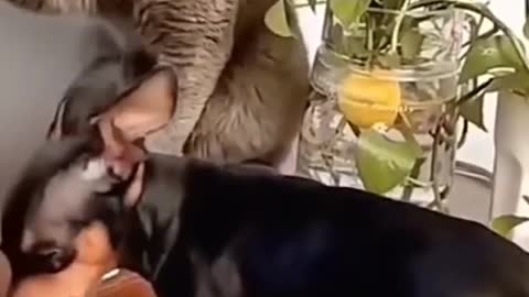 Funny dog and cat video