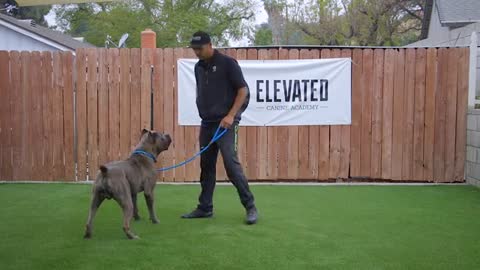 Learn How To Train Dog Training Fundamental, Steps.