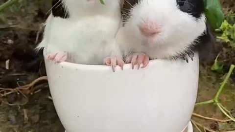 Cute Bunny Pair Eating Grass