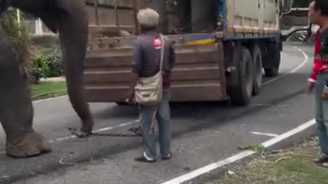 Taking the elephants 🐘 for a ride in thailand 🇹🇭