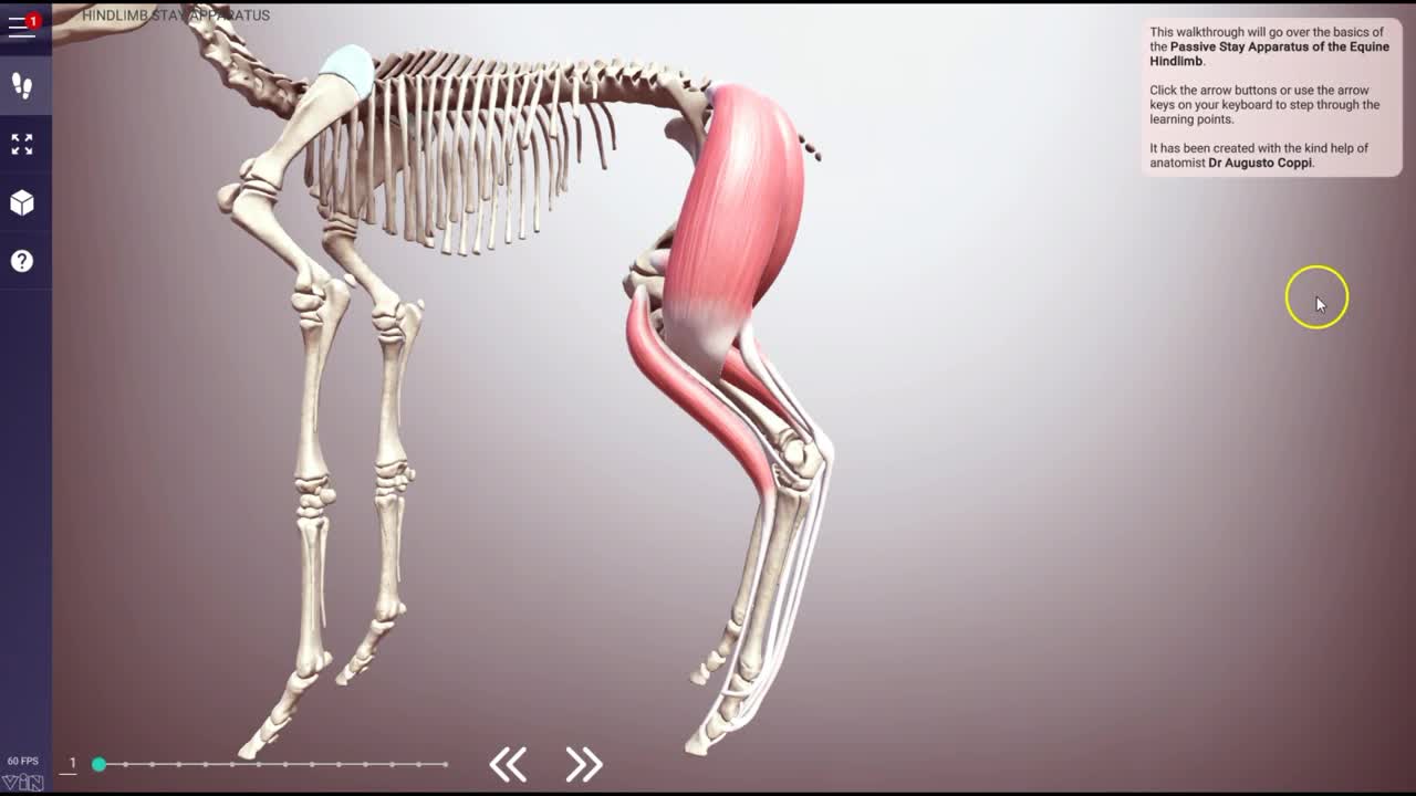 Equine Stay Apparatus (hindlimb) 3D Veterinary Anatomy & Learning IVALA