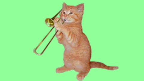 A cat sucking a trumpet