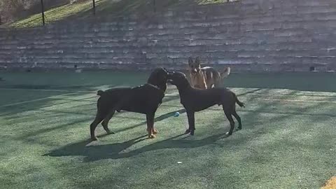 Doggy best friends don't quite understand how fetch works