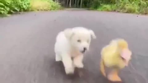 Who Will Win The Puppy Or The Duckling #shorts #shortsvideo #video #viral