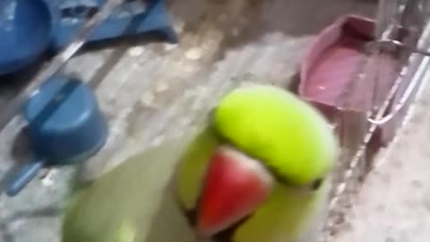 Parrot's activities in it's cage