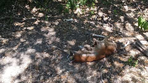 OBSERVATION - Circle of Life Dead Decayed Deer