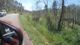 Buffalo stampede in Custer State Park