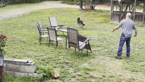 Deer Curious About Fetching Dog