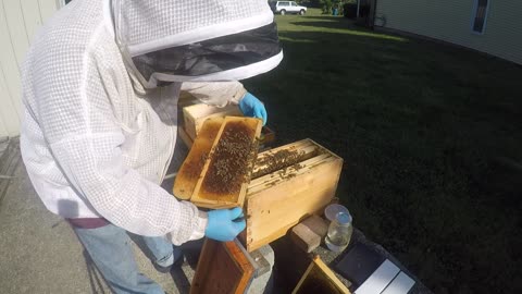 September 19 2024 Nuc Hive Inspection