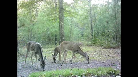 Southeast Texas Backyard Wildlife Garden 90