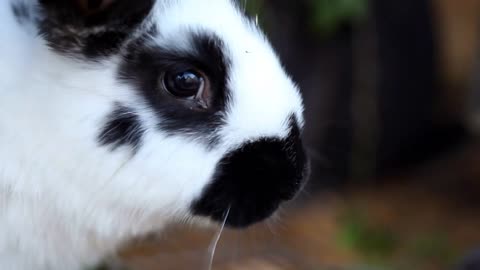 Baby Rabbits Eating Greenery. Little rabbits in their hutch eating greenery