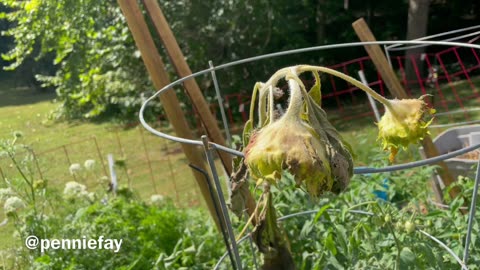 MYSTERY: Why Would Sunflowers Face Away From The Sun, Turn Black & Die?