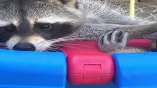 Hank the Happy Raccoon Loves His Swing