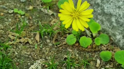 Bright wild flowers