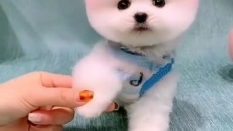 Cute little puppy