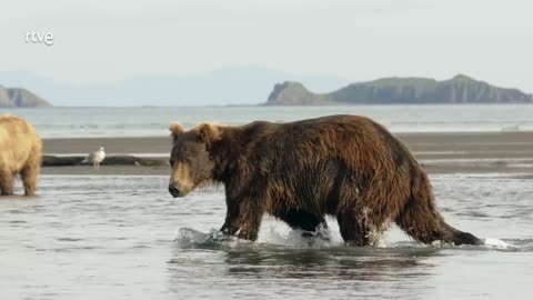 Los osos gigantes de Alaska