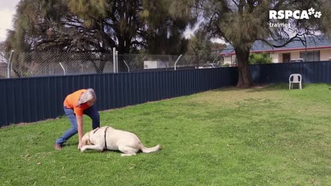 Dog Training Lesson 1: How to teach our dog to sit and stand