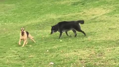 Wolf- Dogs- Fun