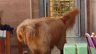 Fluffy Retriever Doesn't Like His Shadow