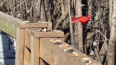 Beautiful male Cardinal