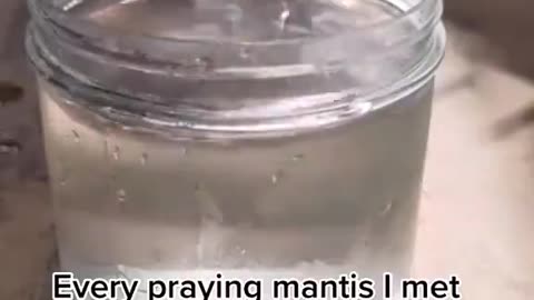 Praying Manis lowered into water to entice out the parasite within! 🪱😱