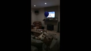 Dog successfully snatches balloon in slow motion