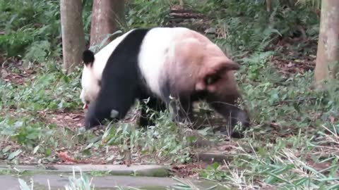 Cute panda funny video