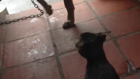 Cat Viciously Attacks dog