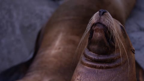 Majestic Sea lions basking in the sun in slow motion