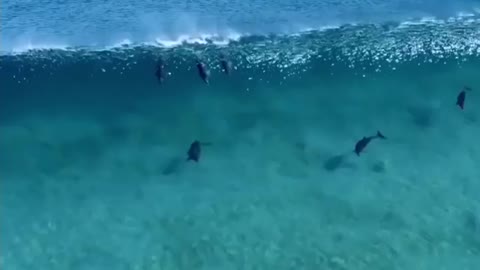 Dolphins and waves