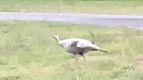 RARE “SMOKE” COLOR PHASE WILD TURKEY HEN! #shorts #shortsfeed #wildlife #hunting